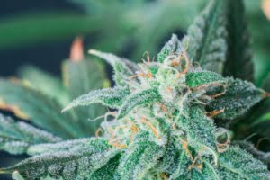 cannabis flowers