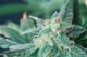 cannabis flowers